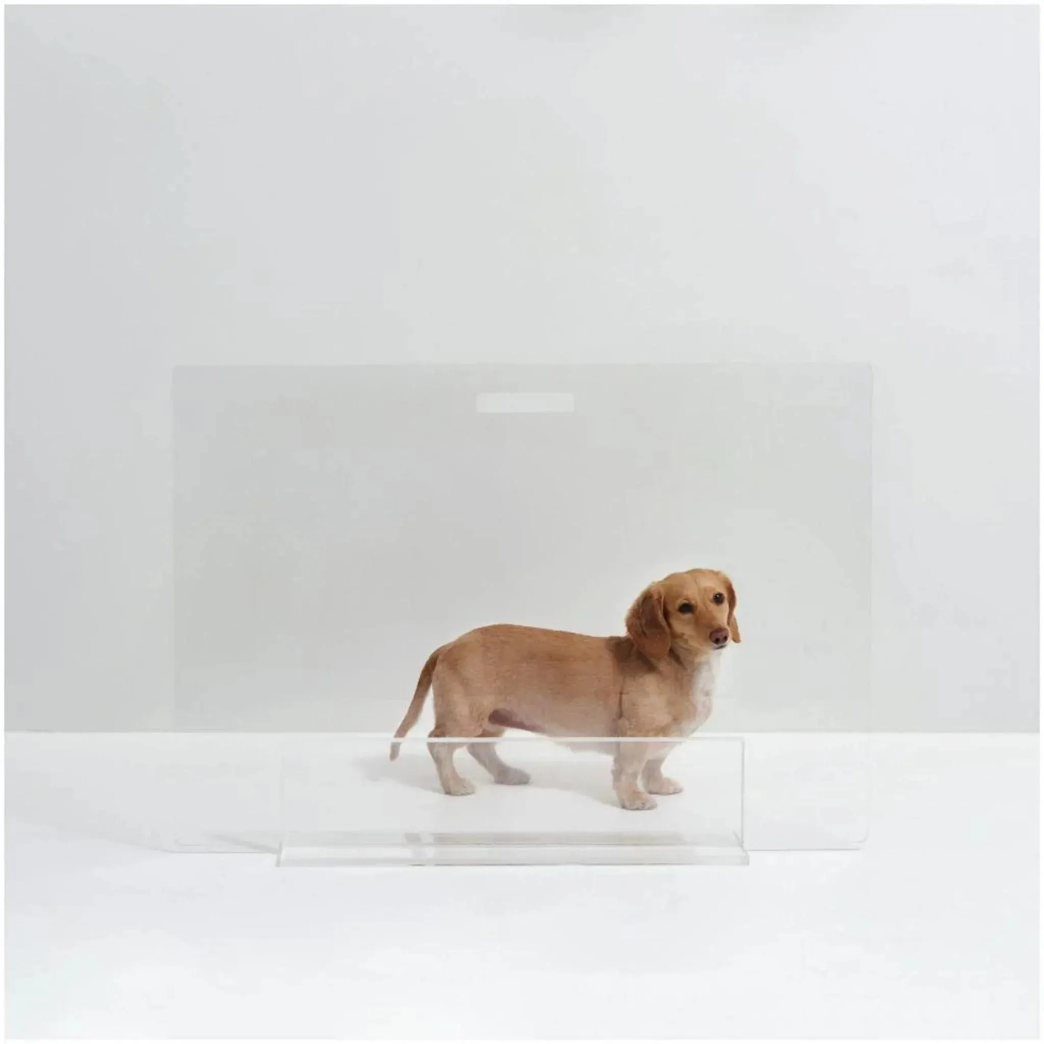 32" Clear Freestanding Pet Gate Panel