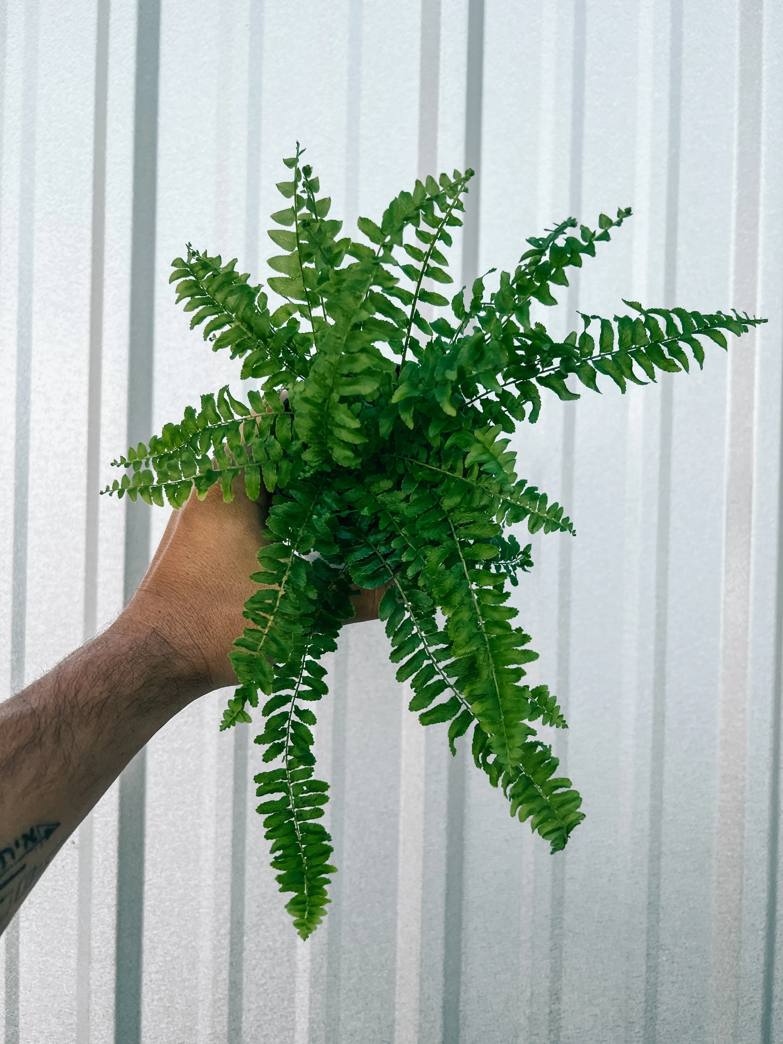 4” Boston 'Compacta Fern'