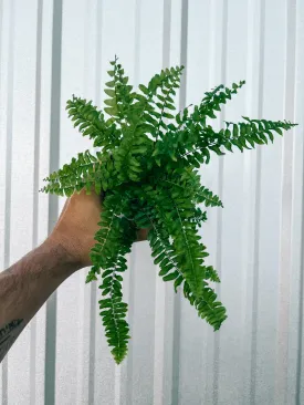 4” Boston 'Compacta Fern'