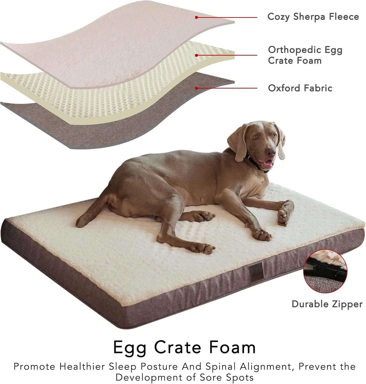 DaysU Large Dog Bed for Large Dogs, Orthopedic Dog Beds with Removable Washable Cover, Egg Crate Foam Pet Bed Mat, Brown, Suitable for Dogs Up to 65 Ibs, 36x27x3in